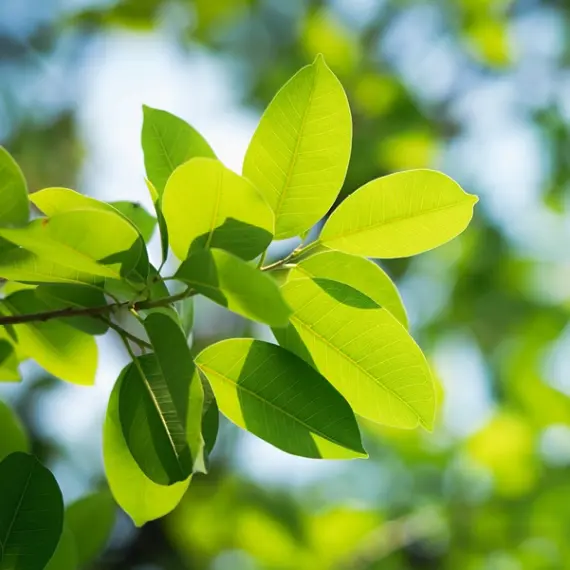 Leaves 
