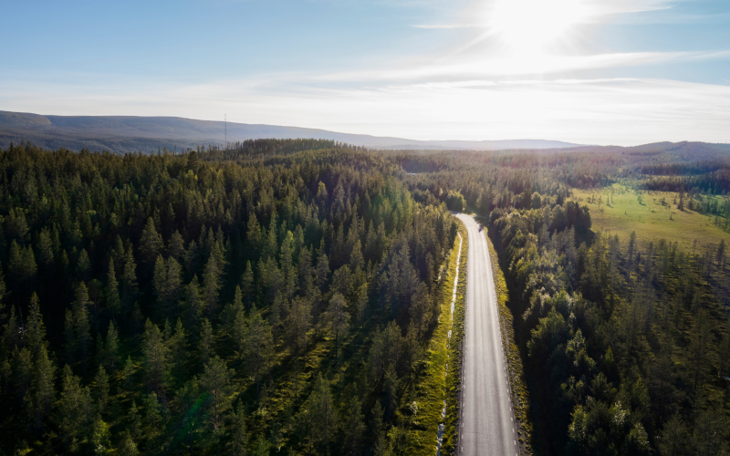 Street in the forest of sweden