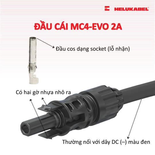 Phân biệt đầu đực và đầu cái MC4-Evo 2A 3