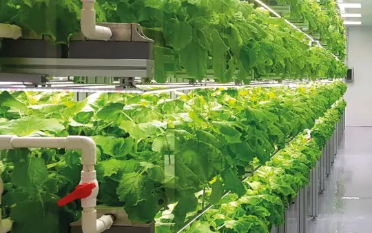 Vertical farming 