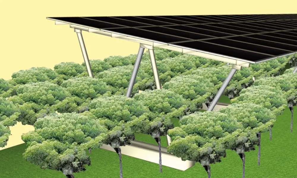 Agrivoltaics: Mô hình điện mặt trời kết hợp nông nghiệp