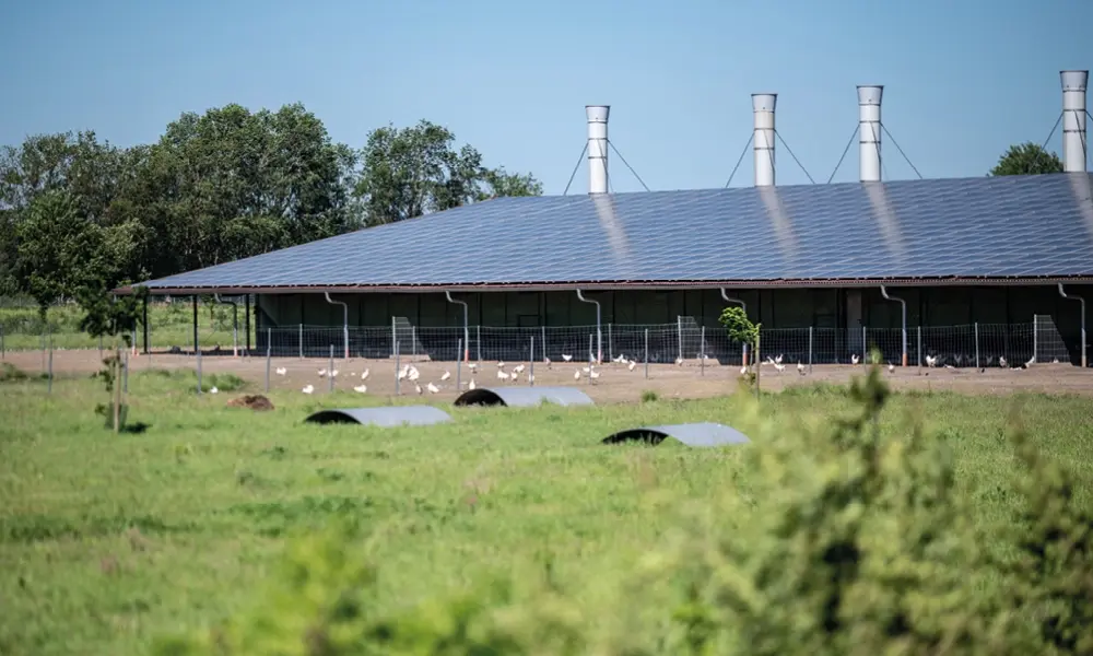 Động vật gặm nhấm là thách thức đối với dây cáp DC được lắp đặt ở những môi trường có khí hậu nhiệt đới, mô hình nông nghiệp kết hợp điện mặt trời 