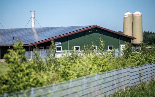 Successtory Big Dutchman 3